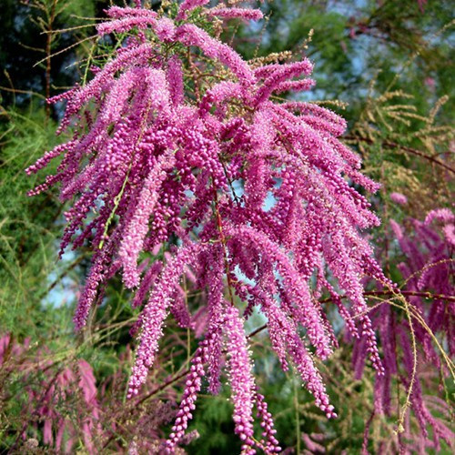 Тамарикс витончений (Саджанец однорічний)