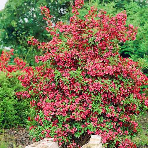 Садженцы вейгели Ред Принц