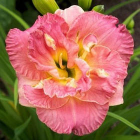 Лилейник Lacy Doily (Лайси Дойли)