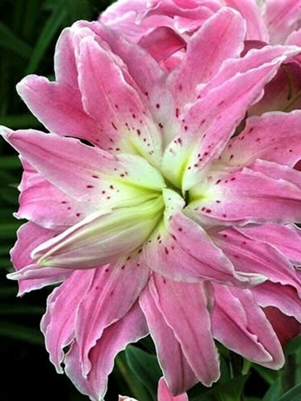 Лілія махрова Lotus Elegance (Лотус Елеганс)