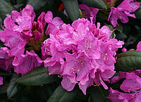 Рододендрон Розеум Елеганс/ Rododendron Roseum Elegans C90 /H 90-120