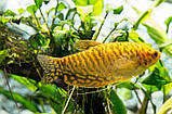 Гурамі золотий (Trichogaster leeri gold) 3-4 см, фото 5