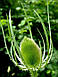 Ворсянка посівна ,ворсяная шишка,закрита коренева,саджанець, фото 2