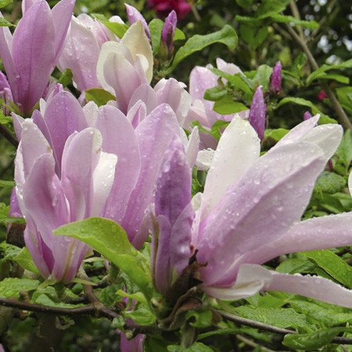 Магнолія Henry Kern саджанці 2-х років чагарник, фото 1