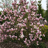 Магнолія Henry Kern саджанці 2-х років чагарник, фото 2