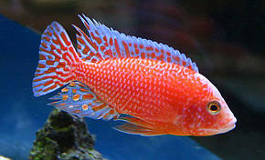 Крайські цихлиди в асортименті 2,5-3 см Аулонокара червоний дракон (Aulonocara firefish), фото 2