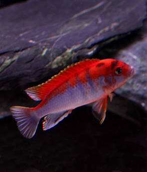 Корейські цихлиди в асортименті 5-6 см Лабидохромис Хонги ред (Labidochromis Kimpuma red), фото 2