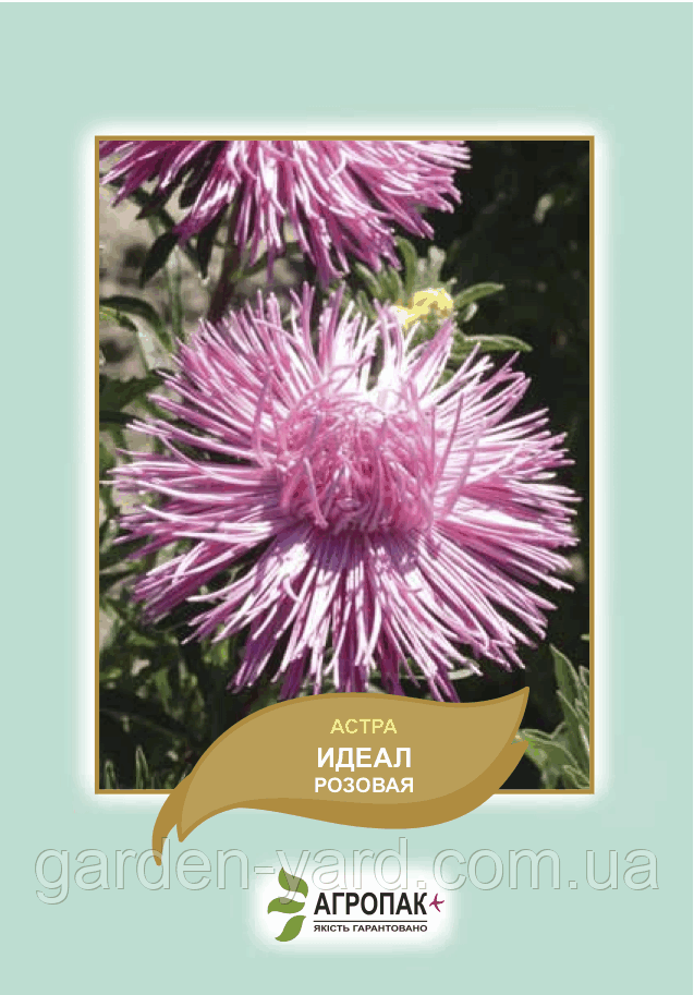 Насіння айстра Ідеал рожева 0,1 г. Агропак плюс