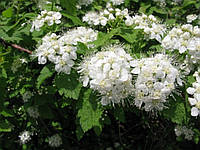 Спірея дубравколиста / Spiraea chamaedryfolia С3/Н40-60