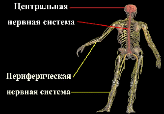 Серце Нервова система