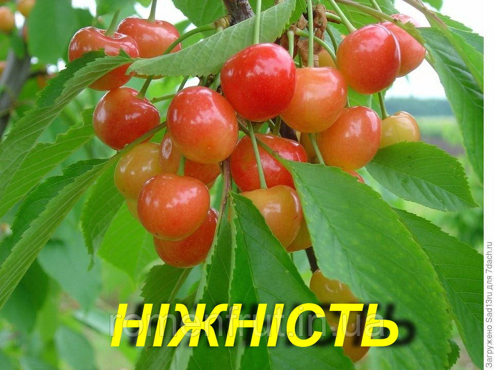 Черешня "Ніжність", фото 1