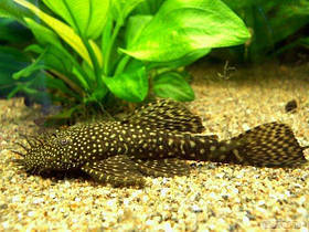 Анциструс звичайний (Ancistrus dolichopterus) 3-4 см