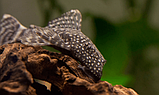 Анциструс звичайний (Ancistrus dolichopterus) 3-4 см, фото 3