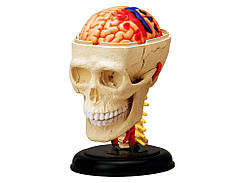 Моделі і макети медичні