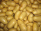 Німеччина. Картопля насінню сорт Ірма (36 дніввка) суперранна, варіння, смаження, запікання, 1 кг, фото 2