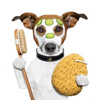 Інструменти для гігієни і догляду за собаками