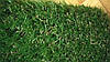 Декоративна штучна трава U 20(20мм.), фото 2