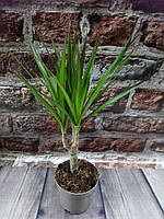 Драцена (Dracaena marginata) гірчична рослина