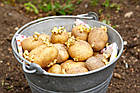 Німеччина. Картопля насінню сорт Доната ранна, варіння, смаження, 1 кг, фото 2