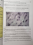 Кузнєців С. Л., Мушкамбарів Н., Горянка В. Л. Атлас з гістології, цитології та ембріології, фото 7