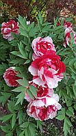 Древовидный пион Shima-nishiki Dao Jin. Paeonia suffruticosa Dao Jin Shima-nishiki.