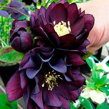 Морозник махровий Ellen Purple ( Helleborus Ellen Purple ) у контейнері