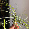Тіландсія атмосферна Шидеана (Tillandsia Schiedeana), фото 3