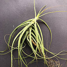 Тіландсія атмосферна Шидеана (Tillandsia Schiedeana)