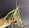 Тіландсія атмосферна Шидеана (Tillandsia Schiedeana), фото 4