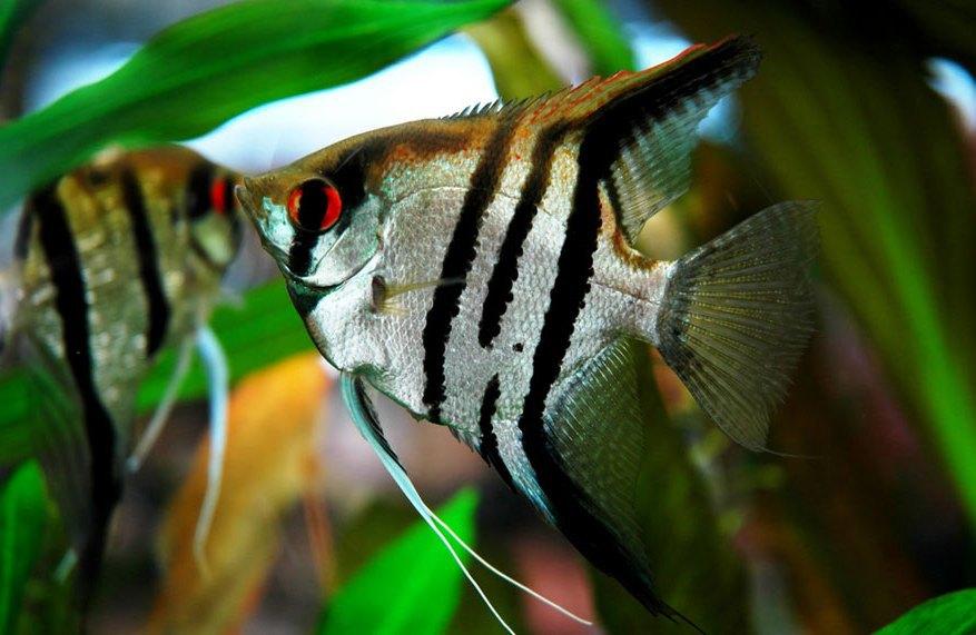 Скалярія смугаста (Pterophyllum scalare) 3-4 см, фото 1