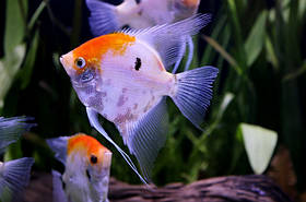 Скалярія КОІ (Pterophyllum scal. Koi) 9-10 см