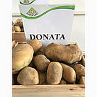 Німеччина. Картопля насінню сорт Доната ранна, варіння, смаження, 1 кг, фото 3