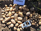 Німеччина. Картопля насінню сорт Доната ранна, варіння, смаження, 1 кг, фото 4