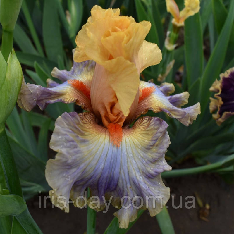 Ірис Rainbow Fairy (Mego 2019) (сажінки), фото 1