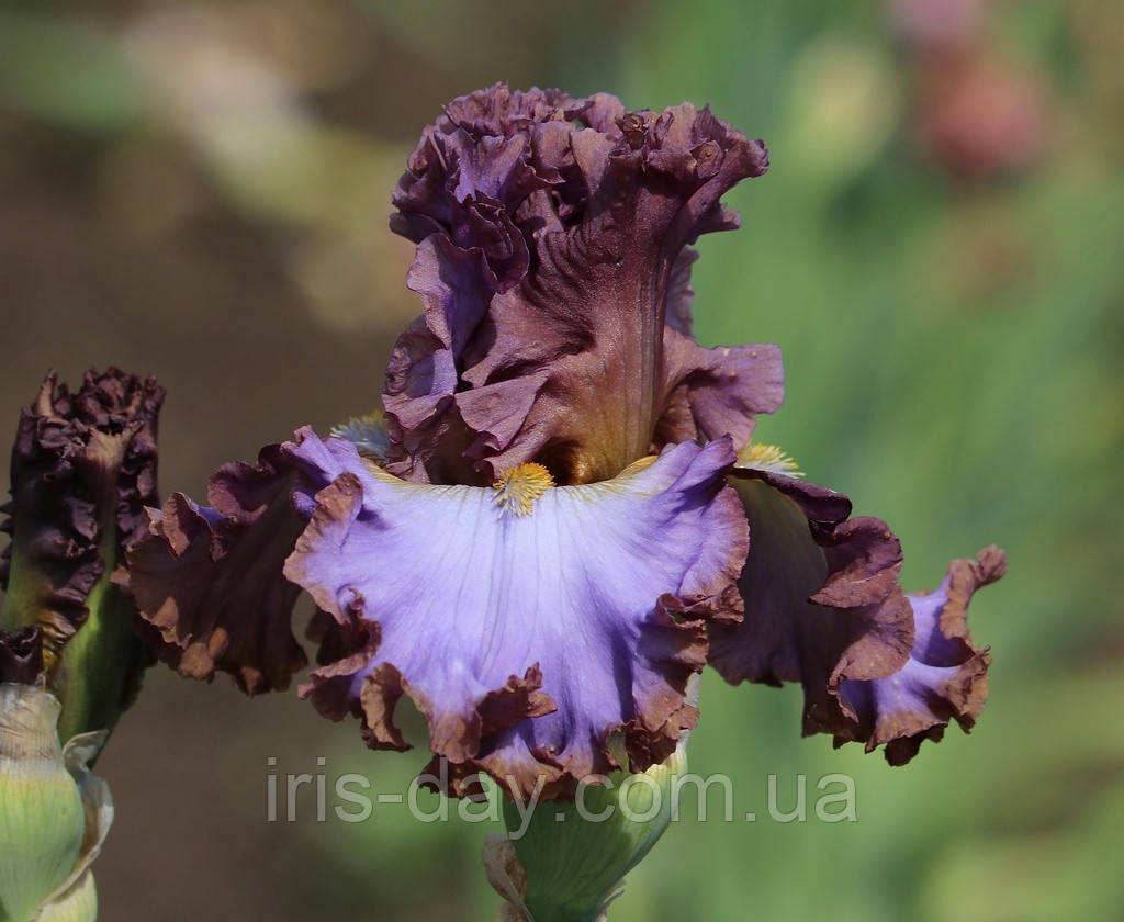 Ірис Sweet Talker (Johnson 2020) (сажінки), фото 1