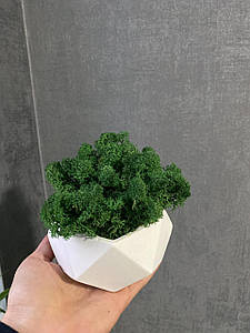 Кашпо зі стабілізованим мохом/Стабілізований скандинавський мох у горщику