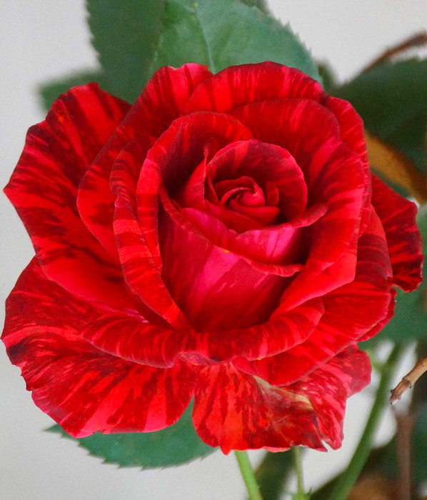 Роза Red Intuition (Ред Интуишн) чайно-гибридная 1 саженец - фото 1 - id-p1118441553