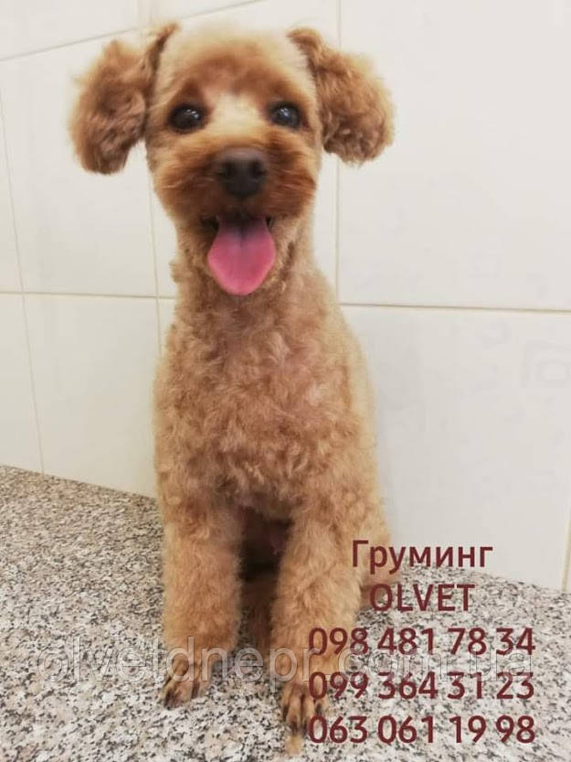 Фотография Стрижка пуделя Фотография Стрижка пуделя