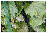 Сітка захисна, BIRD NET, 7 г/м², 5х10м, AS-BN71919510, фото 3