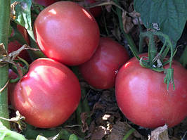 Насіння томату Пінк Сейф F1, 500 шт, рожевого, детермінантного