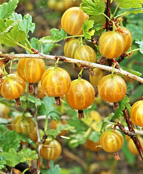 Аґрус Золотистий великоплідний (безколючковий), Медовий, фото 1