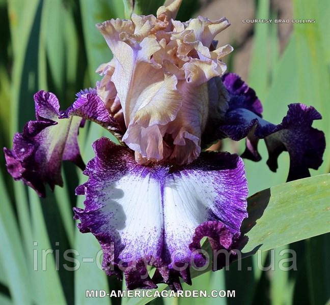 Ірис Bullet Points (Ghio 2018) (сажінки), фото 1