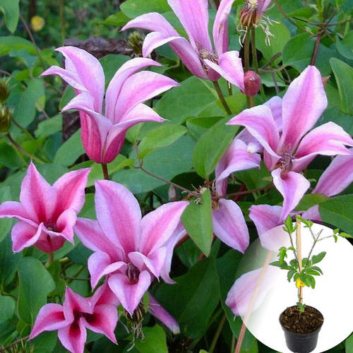 Купить Клематис Duchess of Albany, цена 165.99 ₴ — Prom.ua (ID#1179078630)