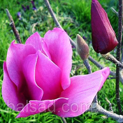 Магнолія Аметист Флейм / С7,5 / h 120-160 / Amethyst Flame, фото 1