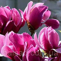 Магнолія Аметист Флейм / С7,5 / h 120-160 / Amethyst Flame, фото 3