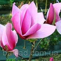 Магнолія Аметист Флейм / С7,5 / h 120-160 / Amethyst Flame, фото 4