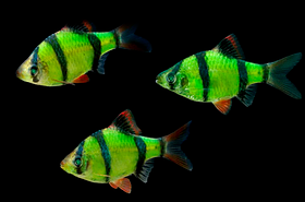 Барбус Глофіш (Glofish) Салатовий Суматранський (Barbus tetrazona) 2,5-3 см