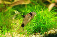 Коридорас панда (Corydoras panda) 2-3см