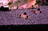 Коридорас панда (Corydoras panda) 2-3 см, фото 3