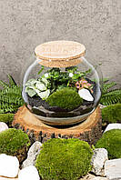 Декоративный флорариум в круглой банке с живыми растениями Ф8